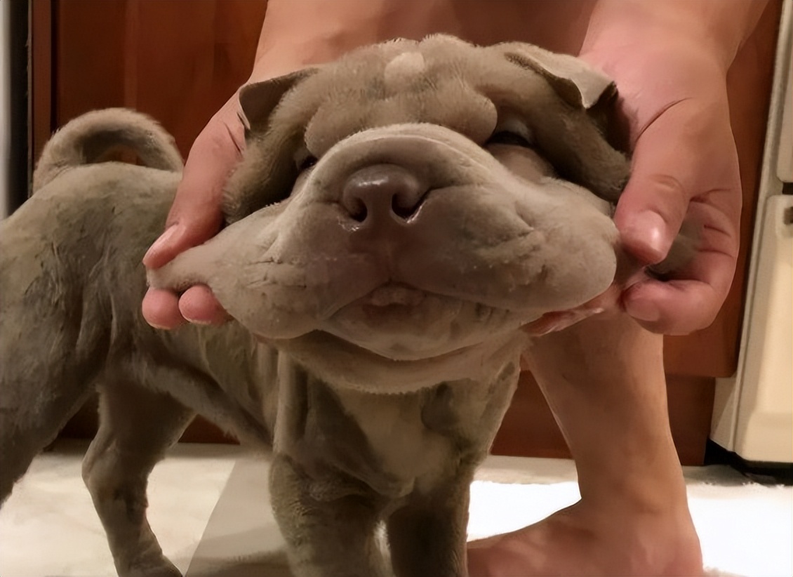 狗狗脱水是什么症状,狗狗脱水了是什么症状