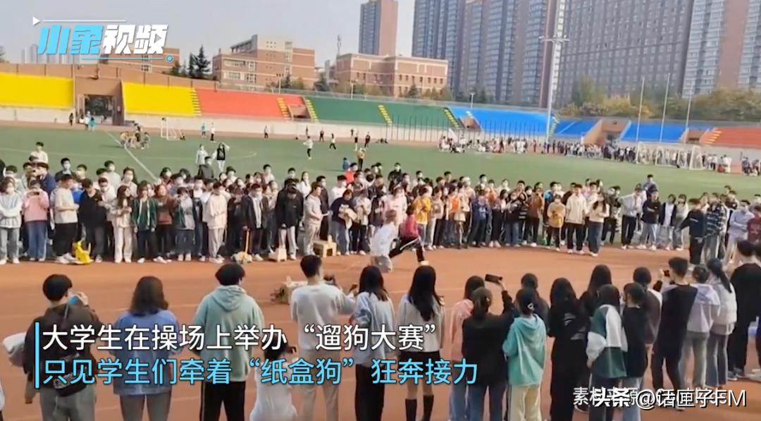 我有“奥特曼狗”，你有啥狗？宿舍养“狗”火遍各大高校！心理专家提醒来了