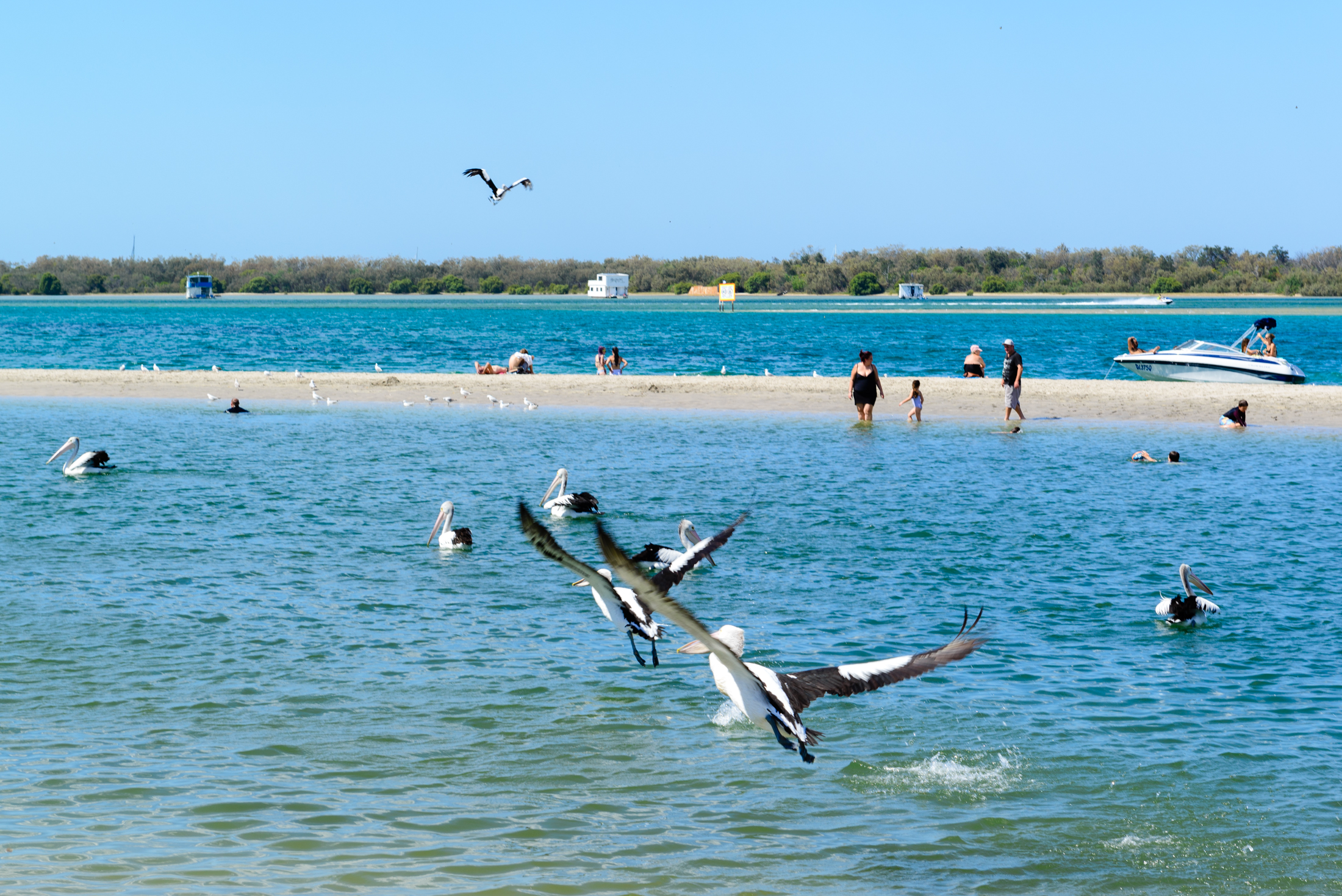 澳洲海边鹈鹕,澳洲黄金海岸鹈鹕