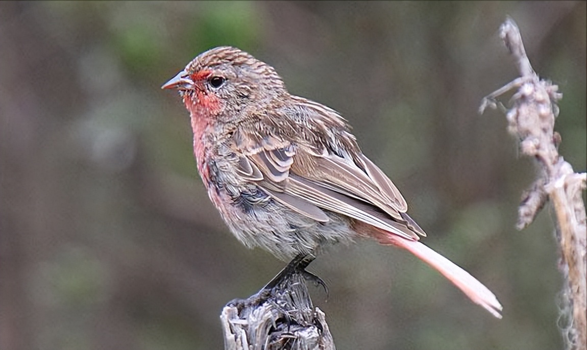 所有鸟图片大全大图,50张最佳鸟类摄影作品