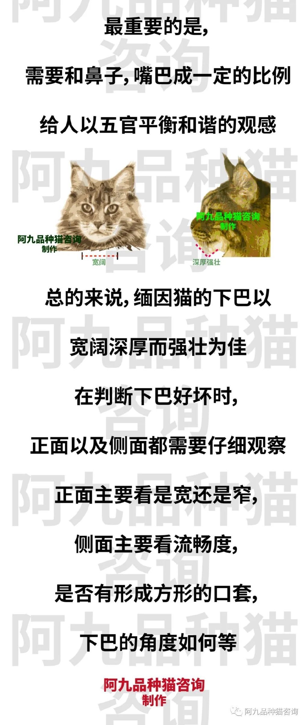 缅因猫品种标准图解，缅因猫怎么分辨好坏，缅因猫怎么分辨颜色