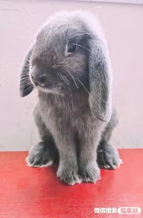 同城附近宠物店领养*养送**平台, 无偿幼猫咪狗狗救助-1231宠友社