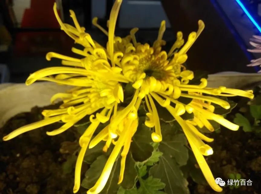 阳澄湖大闸蟹蒸多久,阳澄湖大闸蟹