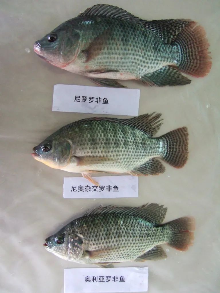 世界水产业重点科研培养的淡水鱼类——罗非鱼