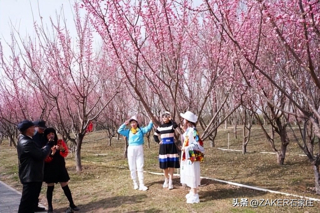 石家庄早新闻,早新闻完整内容