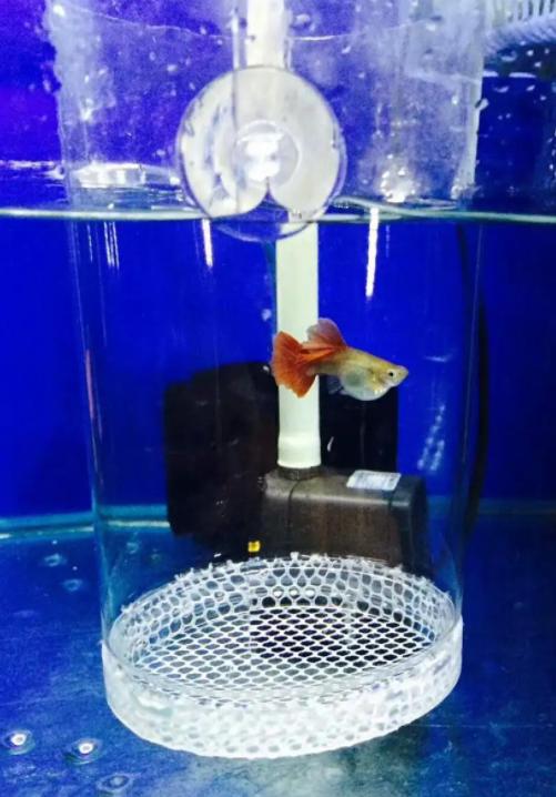 孔雀鱼怎样养会越养越多,为什么大孔雀鱼越养越少