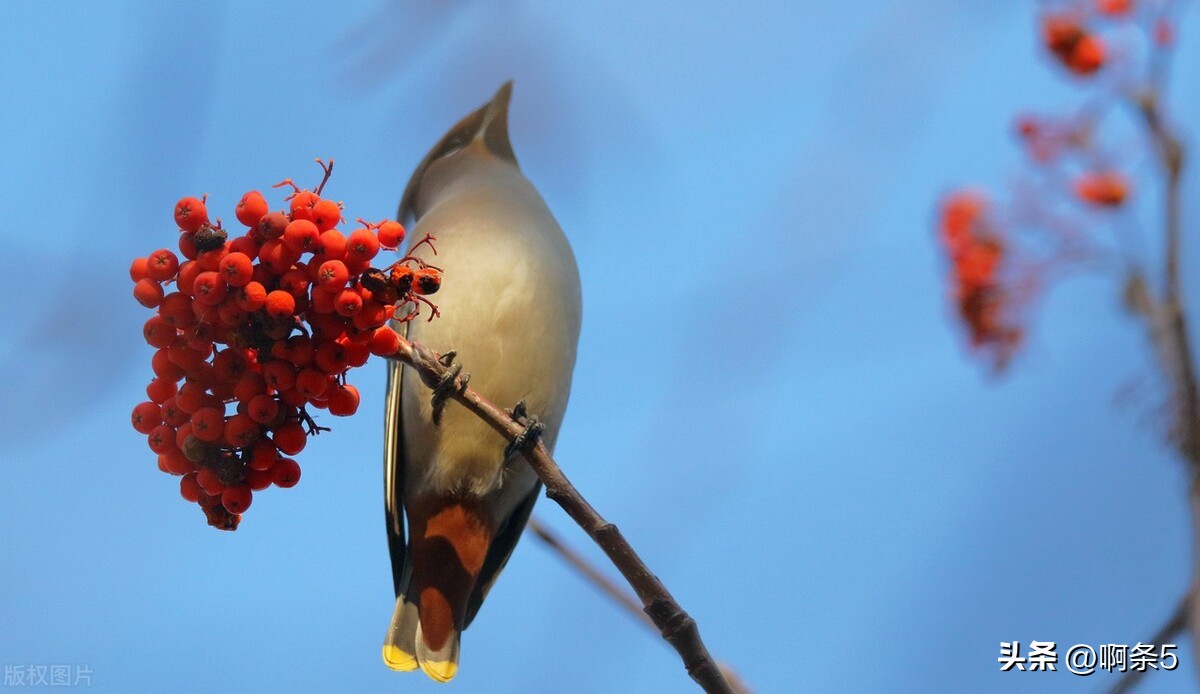 太平鸟真的好吗,太平鸟好看的新款
