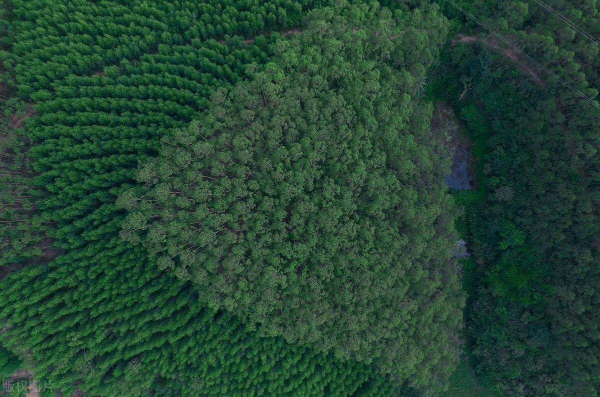 广西万亿林业产业三年行动方案,广西林业产业最新发展现状