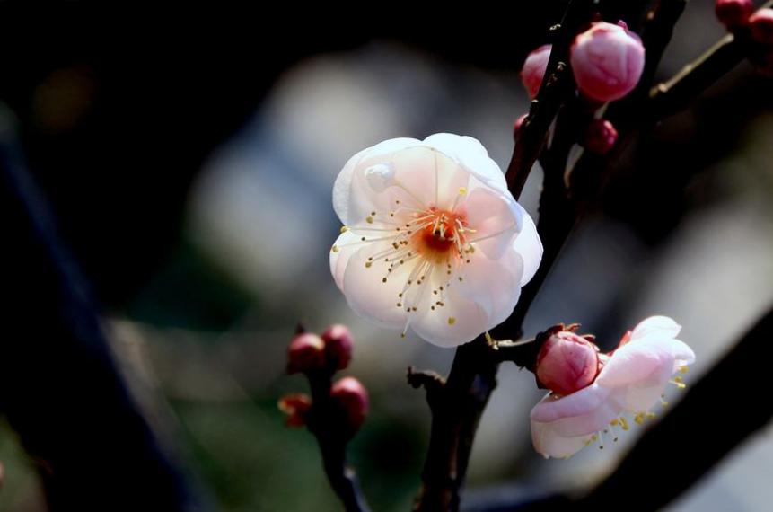 70首诗里关于咏梅的诗词,关于梅花经典咏梅古诗10首