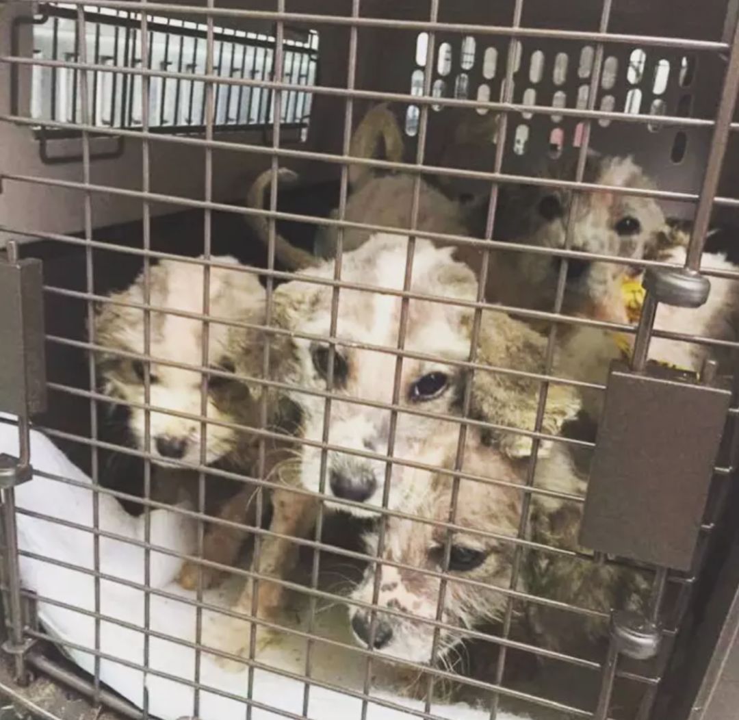 捡到一只白色的小奶狗有点像泰迪,捡回来的流浪小奶狗养了半个月了