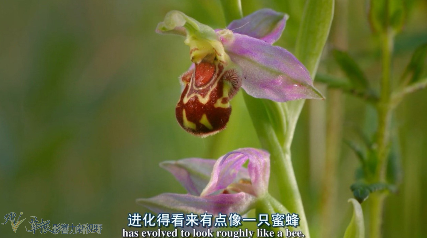 植物比动物厉害,动植物的繁衍方式