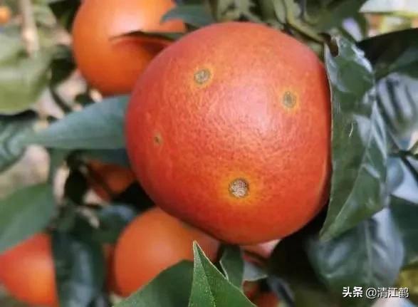 叶面肥增产技巧,叶面喷施肥助生长的配方