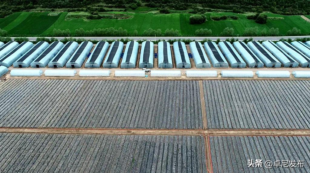 木耳种植示范村,木耳产业新模式乡村