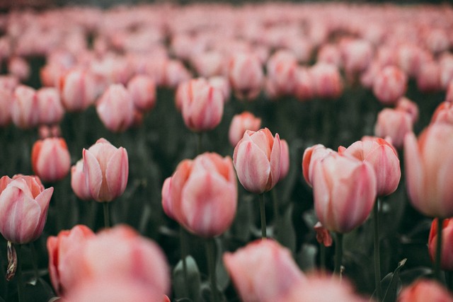 李清照才下眉头又上心头原词,相思才下眉头上心头什么意思