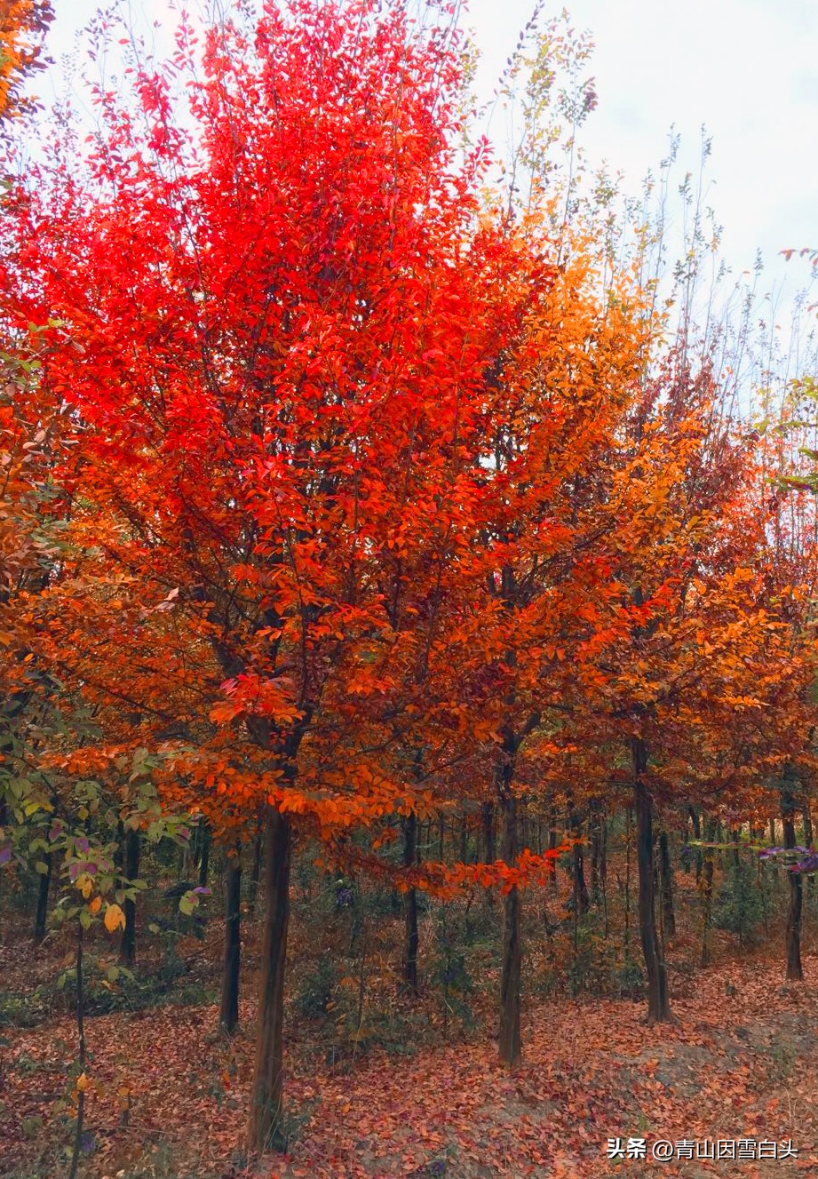 江苏高杆行道树常用树种,城市行道树树种单一