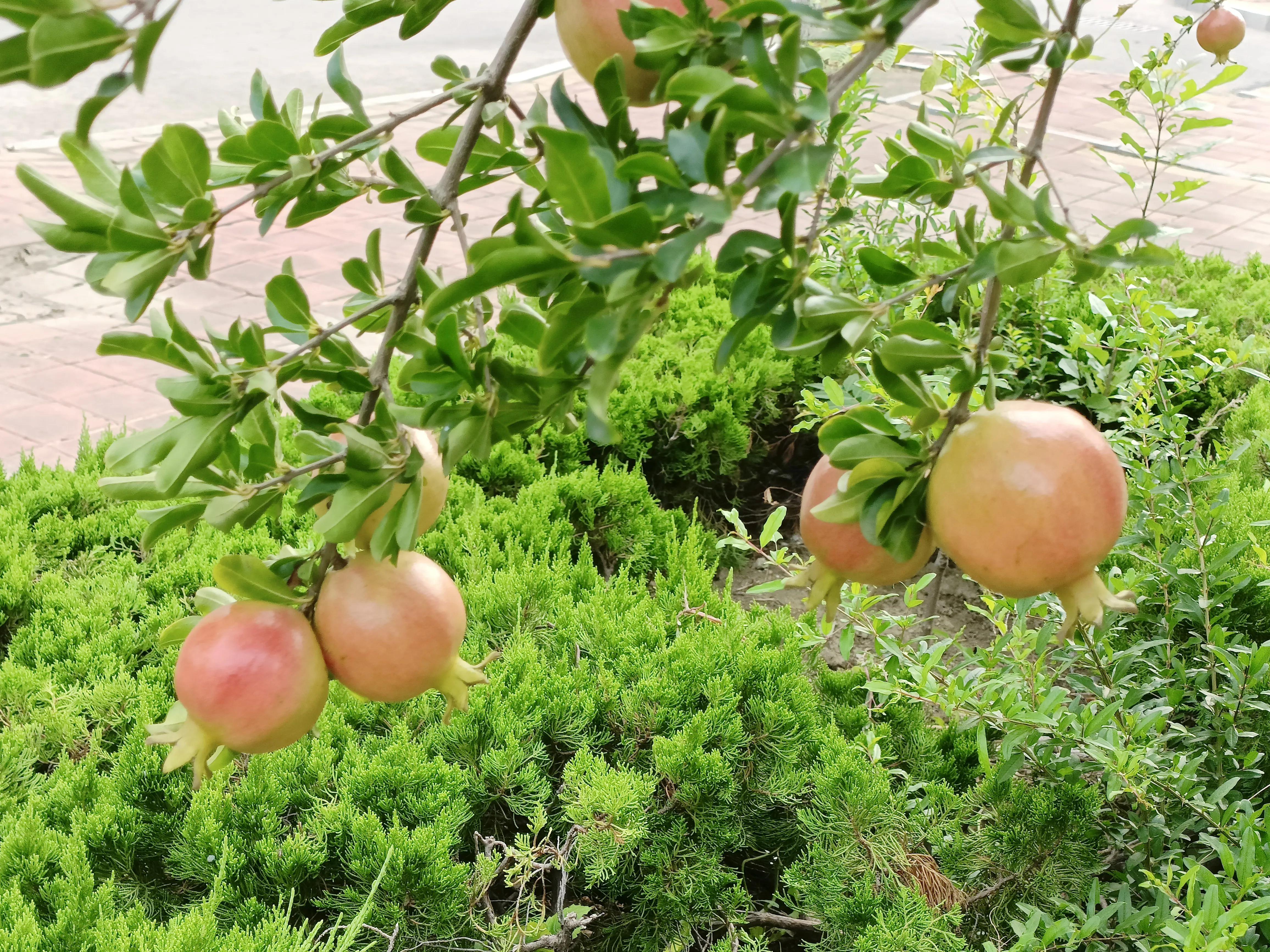 石榴满枝头的古诗词,石榴满枝头