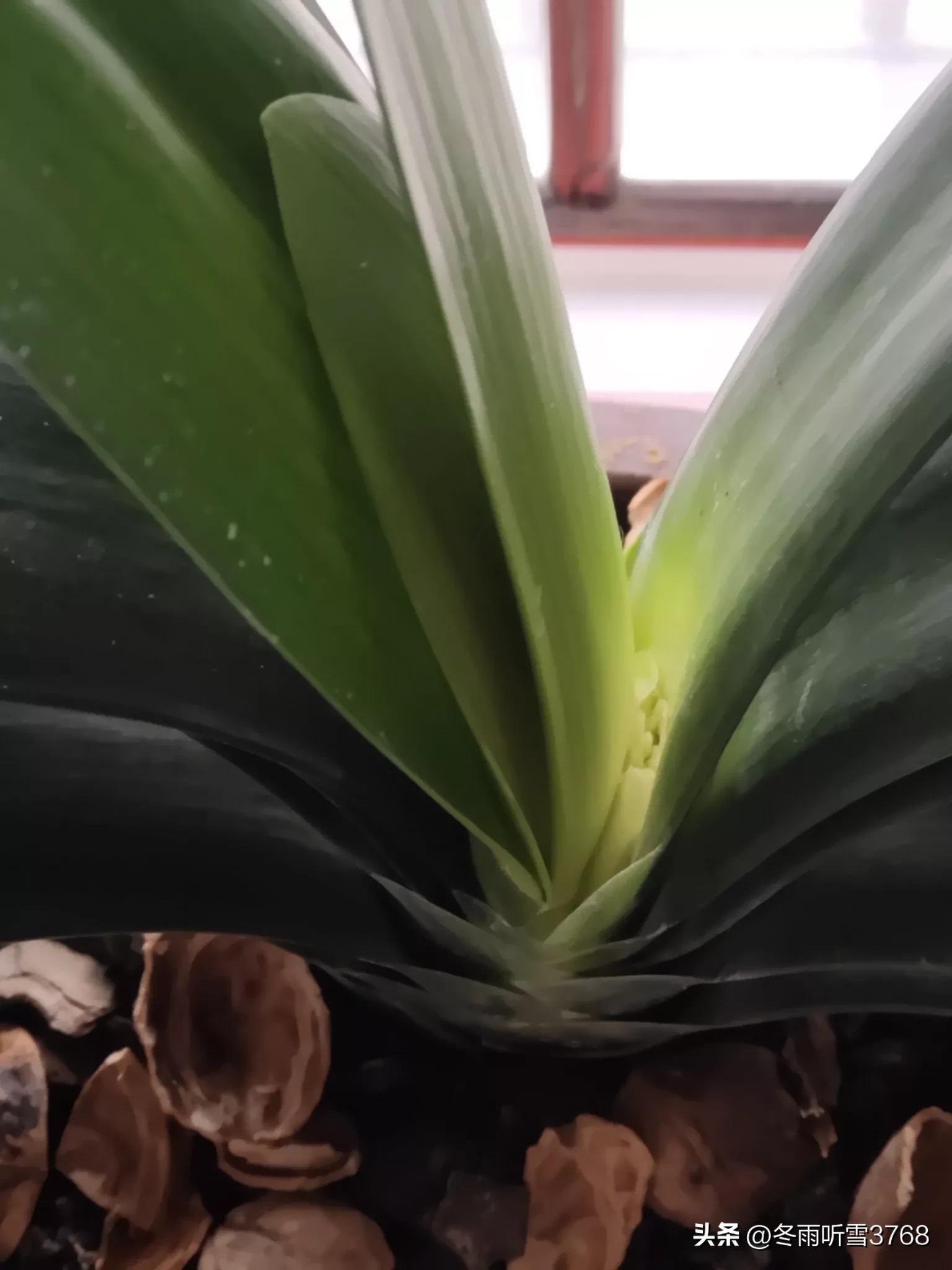 君子兰秋季换盆的最佳时间,现在是秋季君子兰换盆可以吗