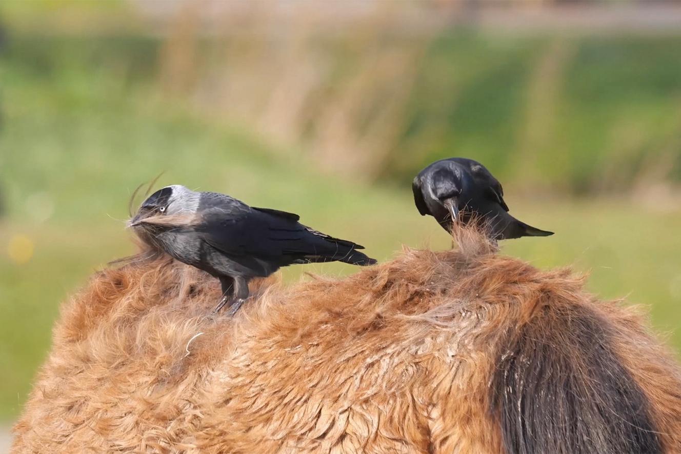 喜鹊窝防雨,喜鹊窝楼顶