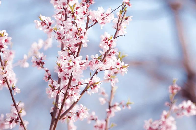 收藏100首最美诗词留住最美春天,写春景最美的40首诗