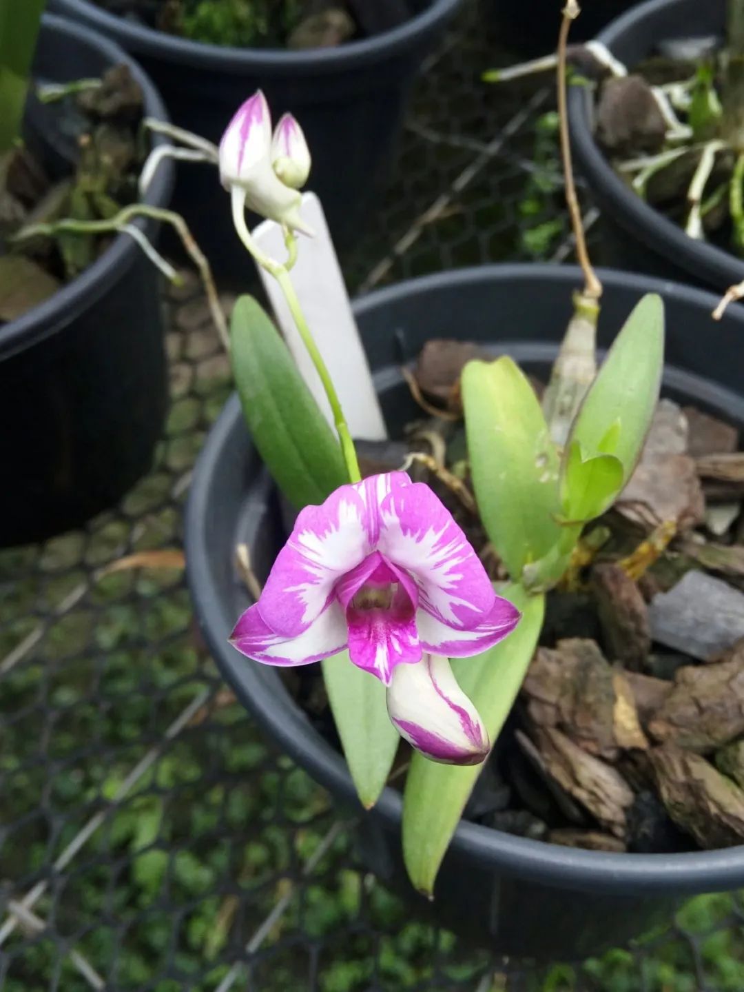 石斛兰花盛开香气四溢,石斛兰花怎么养才好看