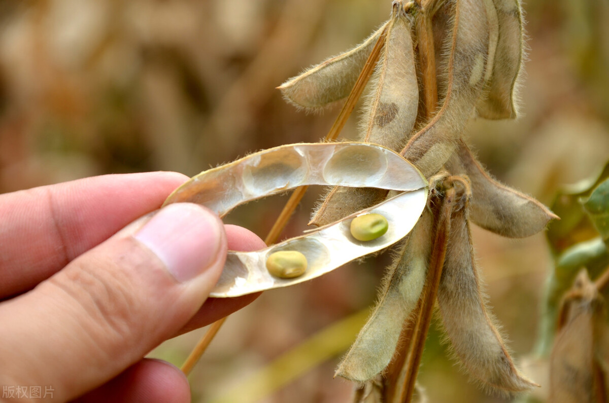 2018年8月16日大豆价格行情,10月14日大豆价格最新行情现在