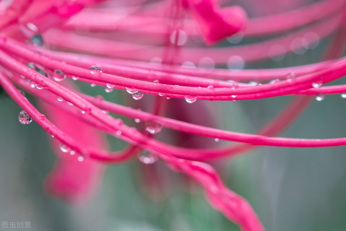 彼岸花和曼珠沙华分别代表什么,彼岸花与曼珠沙华的区别