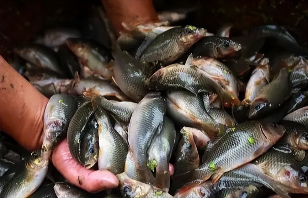 稻田养鱼一年收益多少,稻田养鱼怎么养效益高