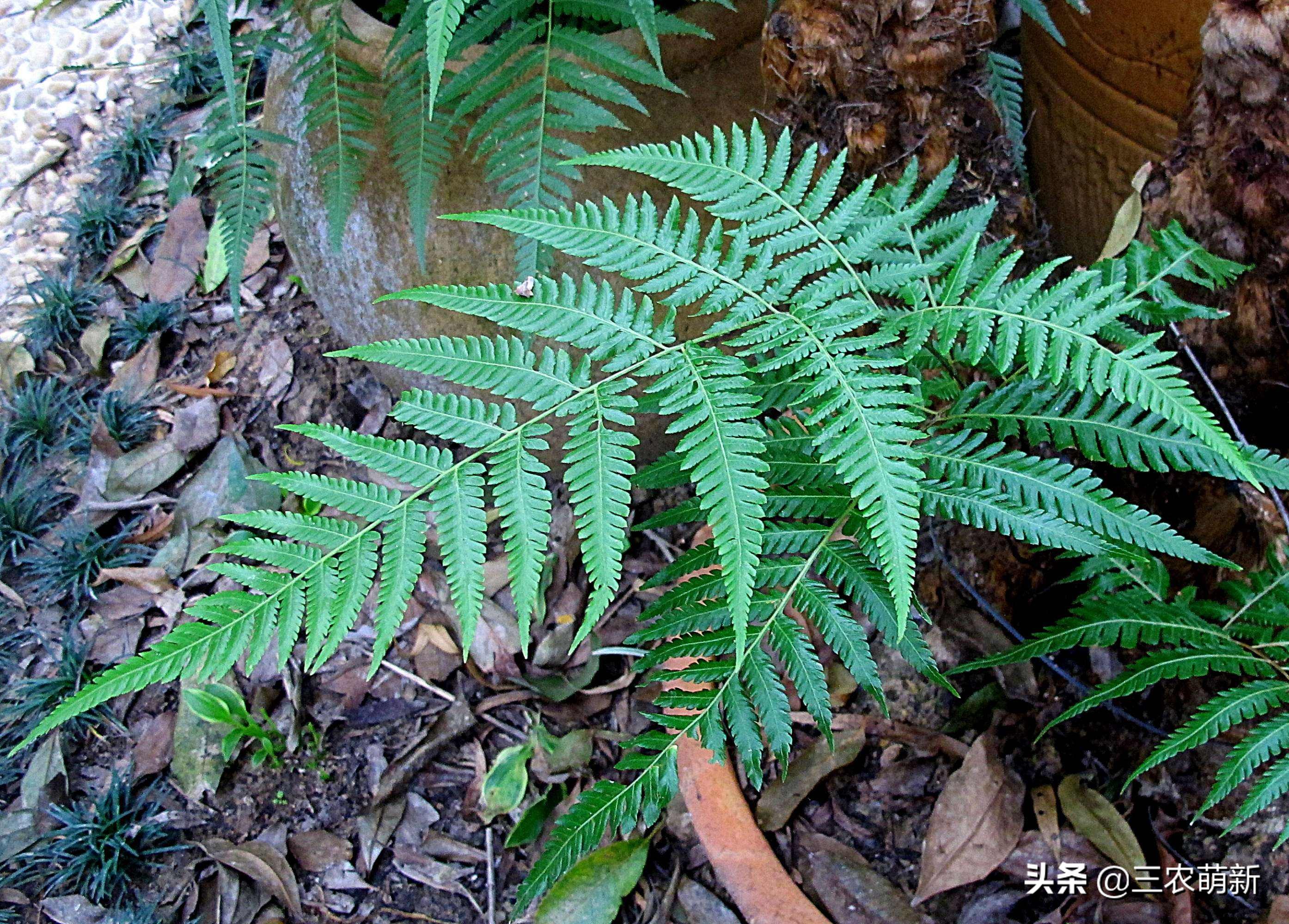 金毛狗狗为啥不建议养,买金毛狗要注意什么