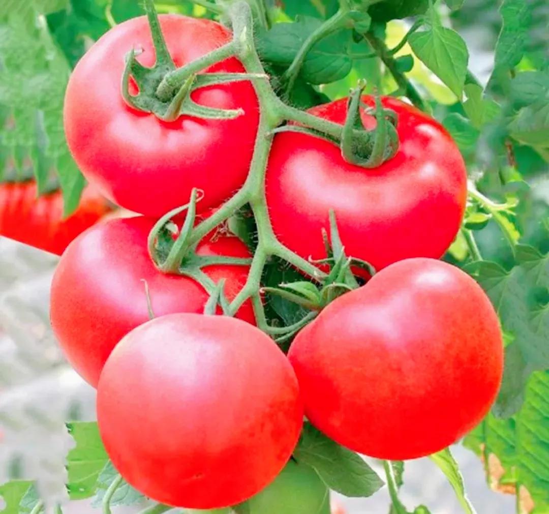 吃什么减脂增肌肉,减脂吃什么主食