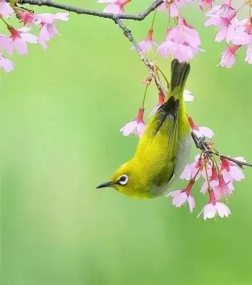 奇怪的小鸟视频,稀奇古怪的鸟