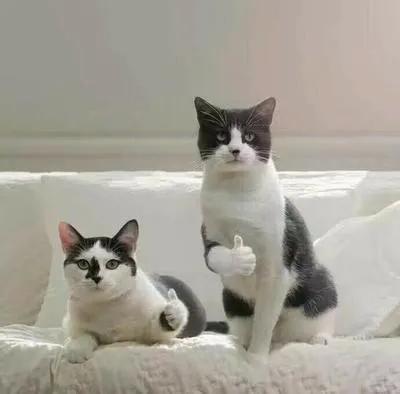 考过cpa的普通人现在怎么样了,考了cpa的普通人都怎么样了