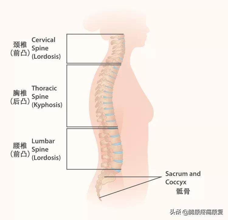 颈椎病引起肩胛骨疼痛怎么缓解,右肩胛骨下方疼痛如何运动缓解