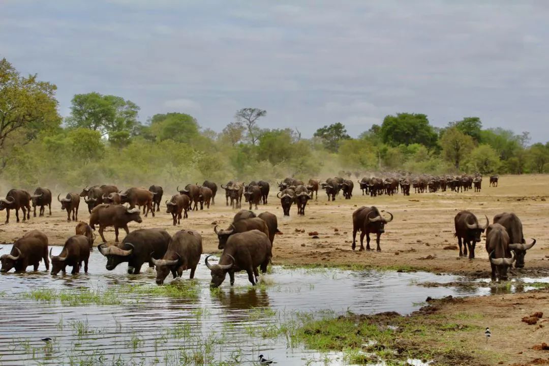 牛是人类最好的朋友,牛为什么是人类好朋友
