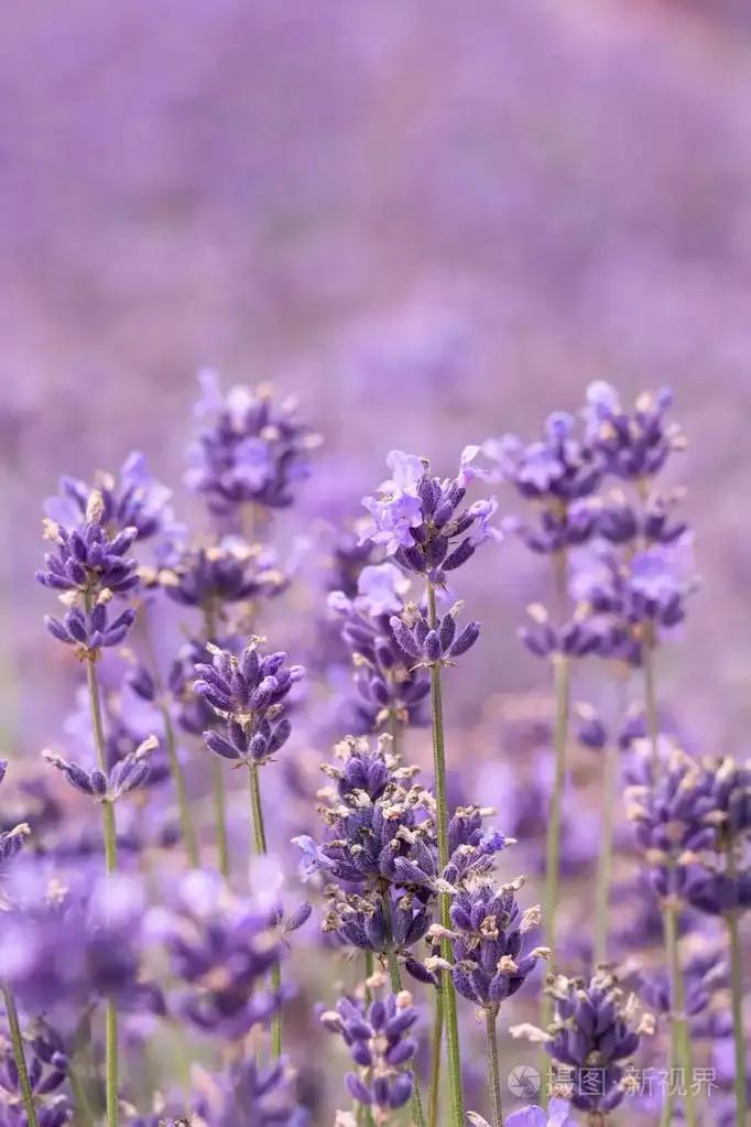 国色天香秀色可餐的美女 (秀色可餐与国色天香)