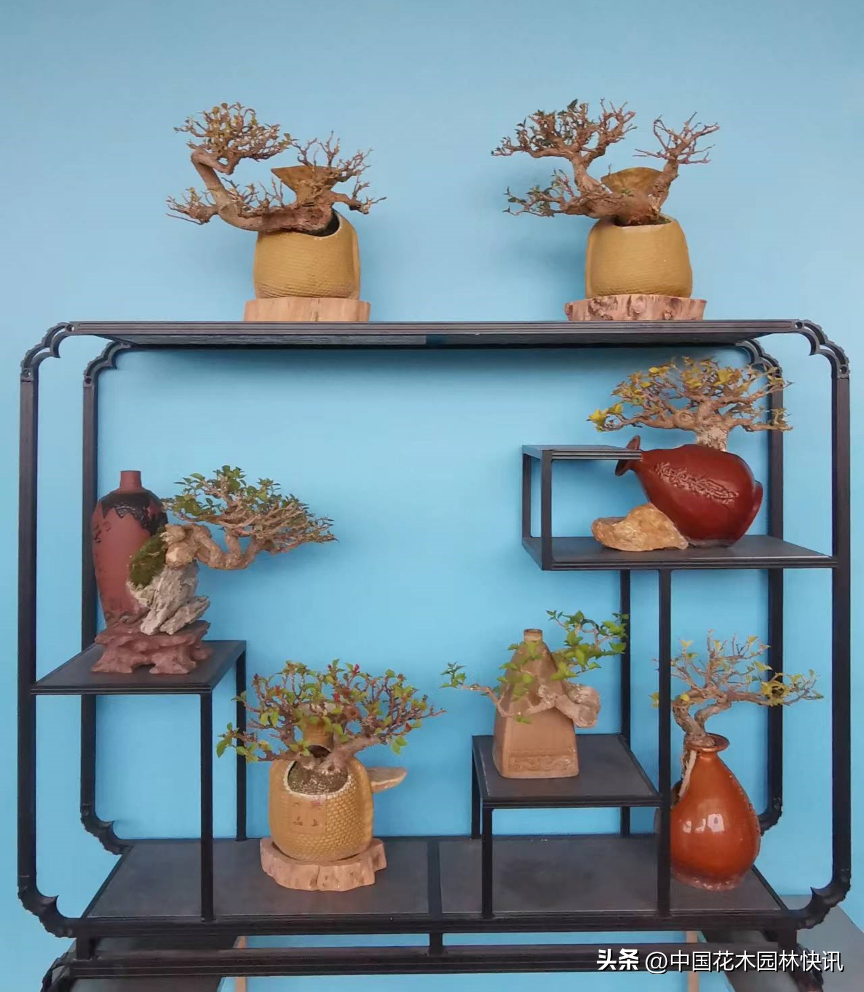 三角梅精品小老桩盆景,三角梅盆景制作视频全教程