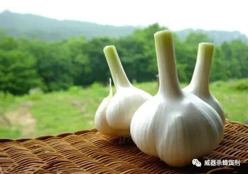 蟑螂怎么正确消灭最彻底家用妙招,蟑螂怎么消灭最彻底最有效的方法