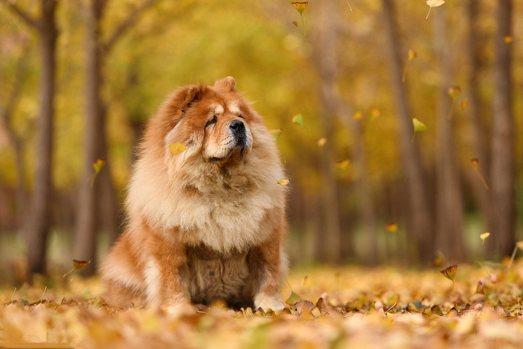 六种最常见的狗狗图片和名字,12种超惹人喜爱的狗狗你认识几种