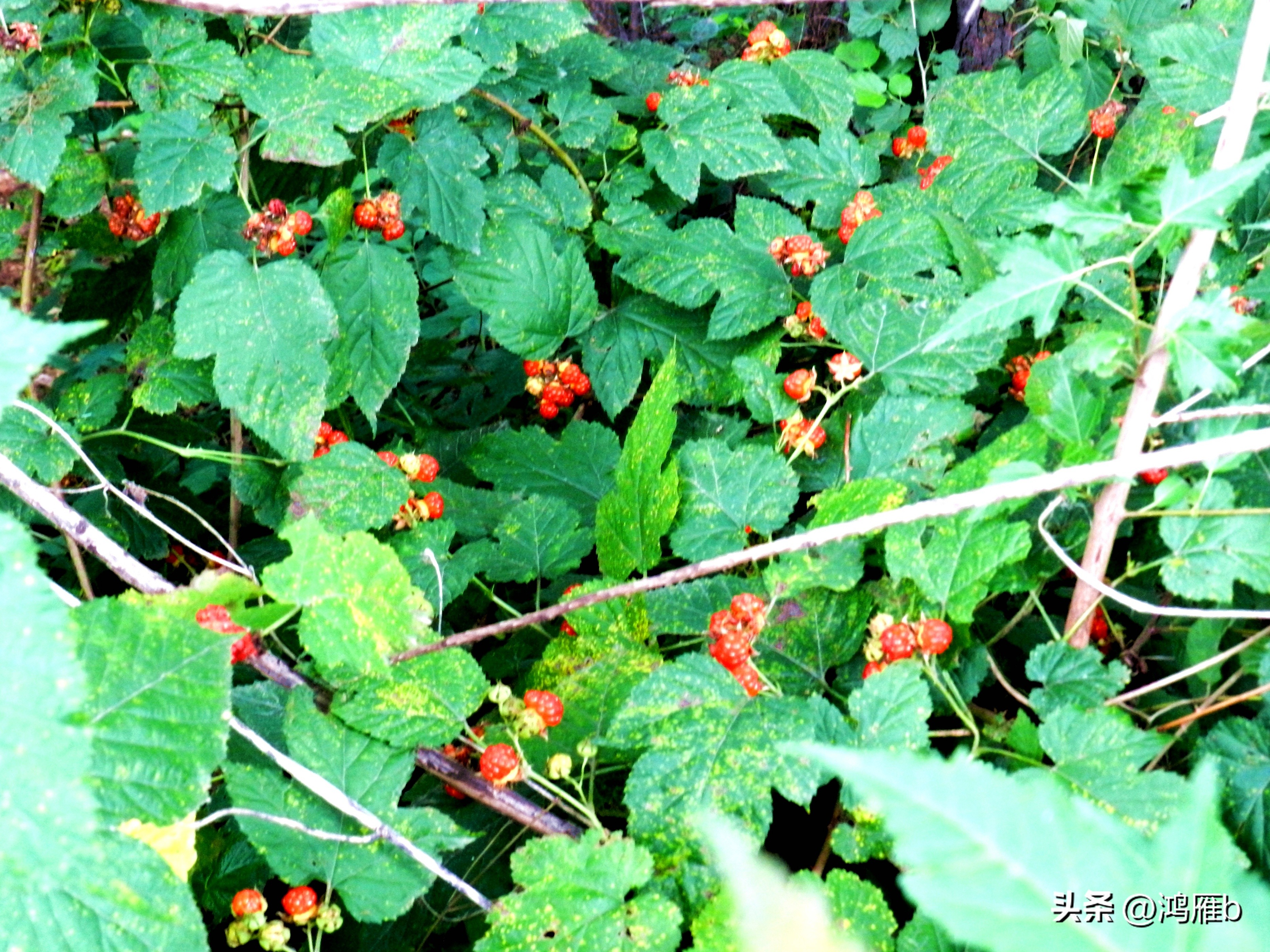 又到了吃薄荷的季节,又到了吃藕梢子的季节