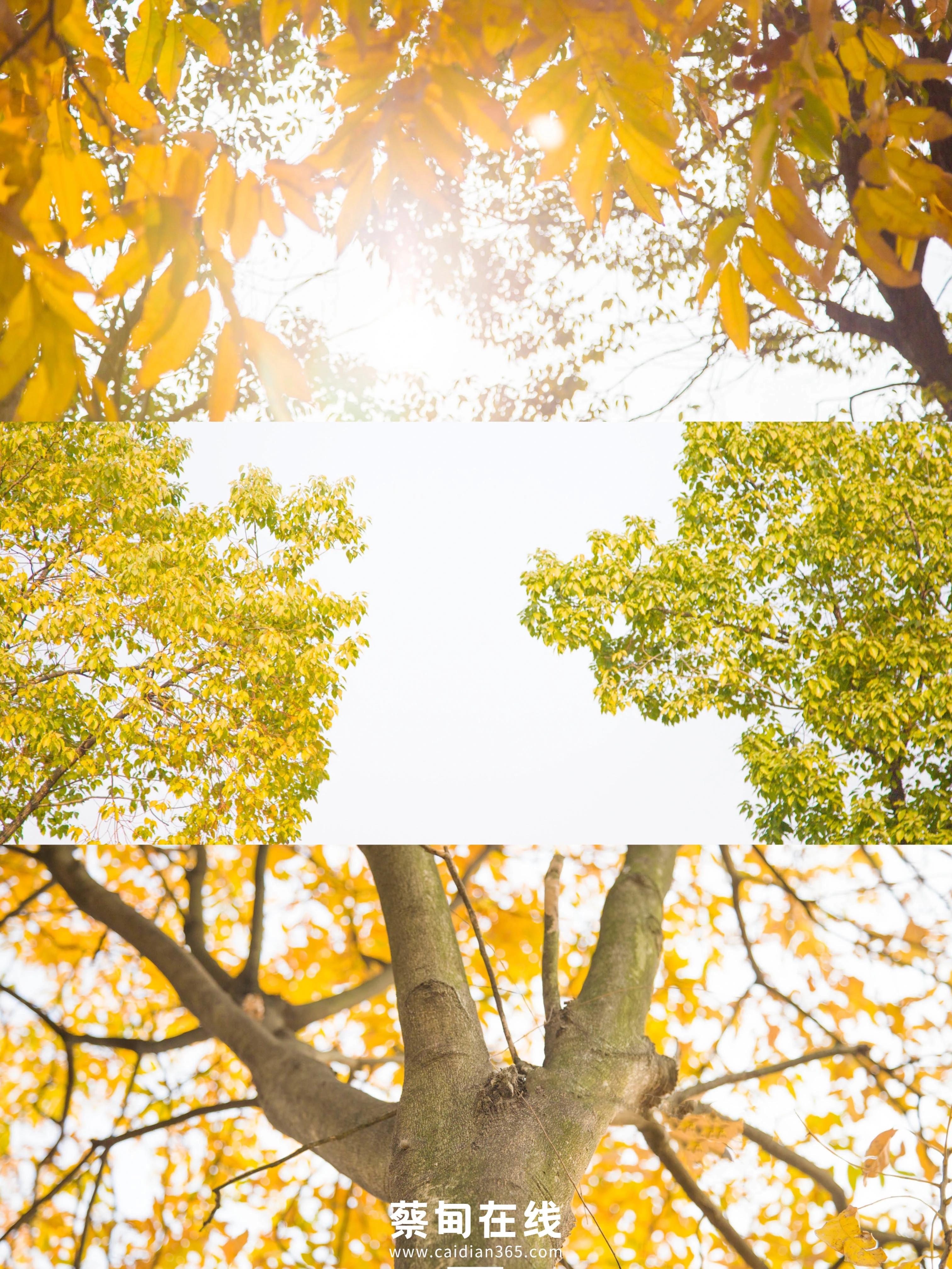 武汉气温回升,武汉气温回暖最新消息