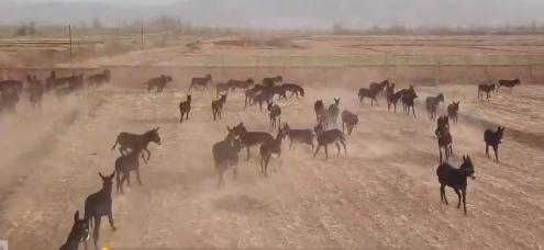 小伙三年养了4000头母驴，感情深厚一头也不卖，但一天还净赚4万