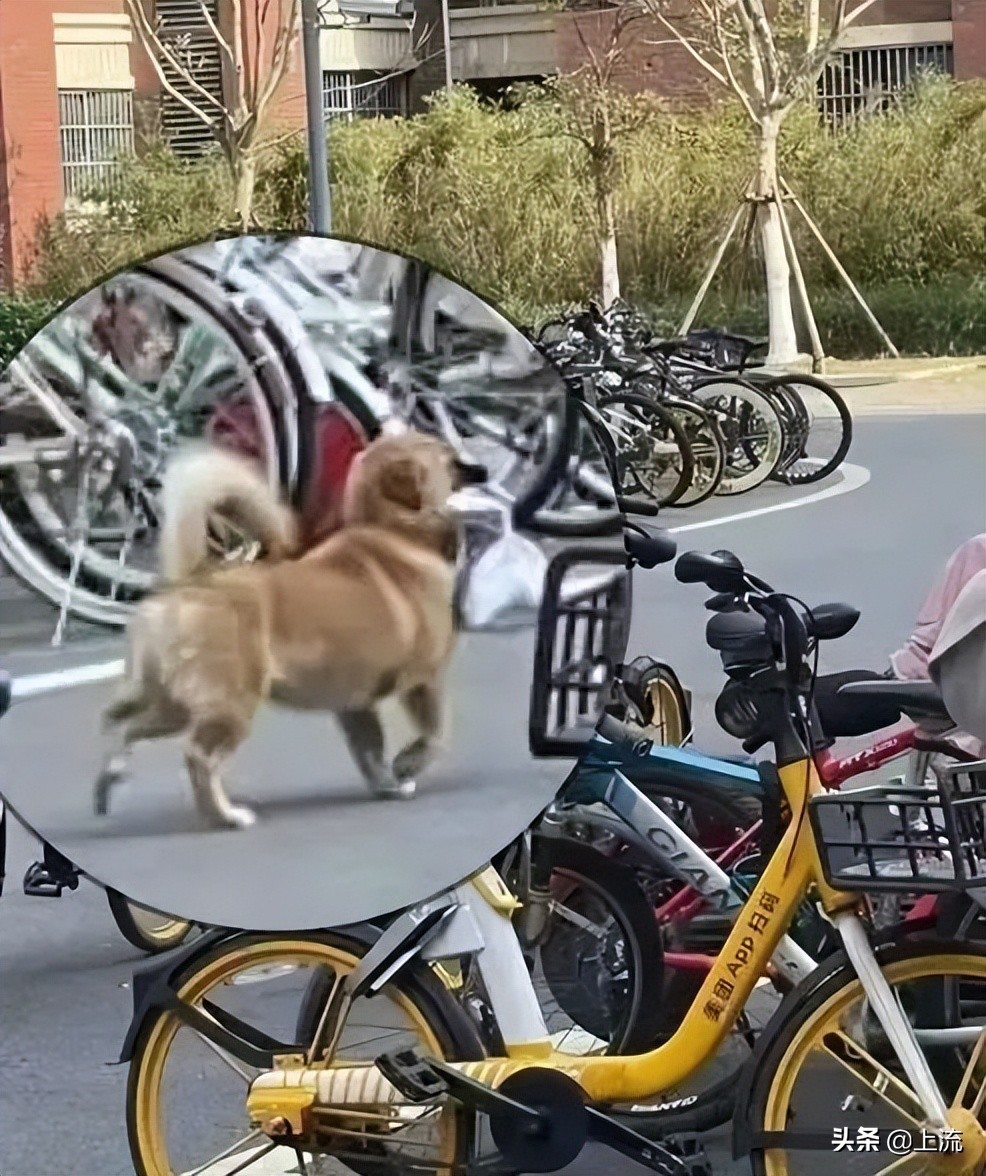 被黑天鹅打得措手不及,学校黑天鹅被学生拿