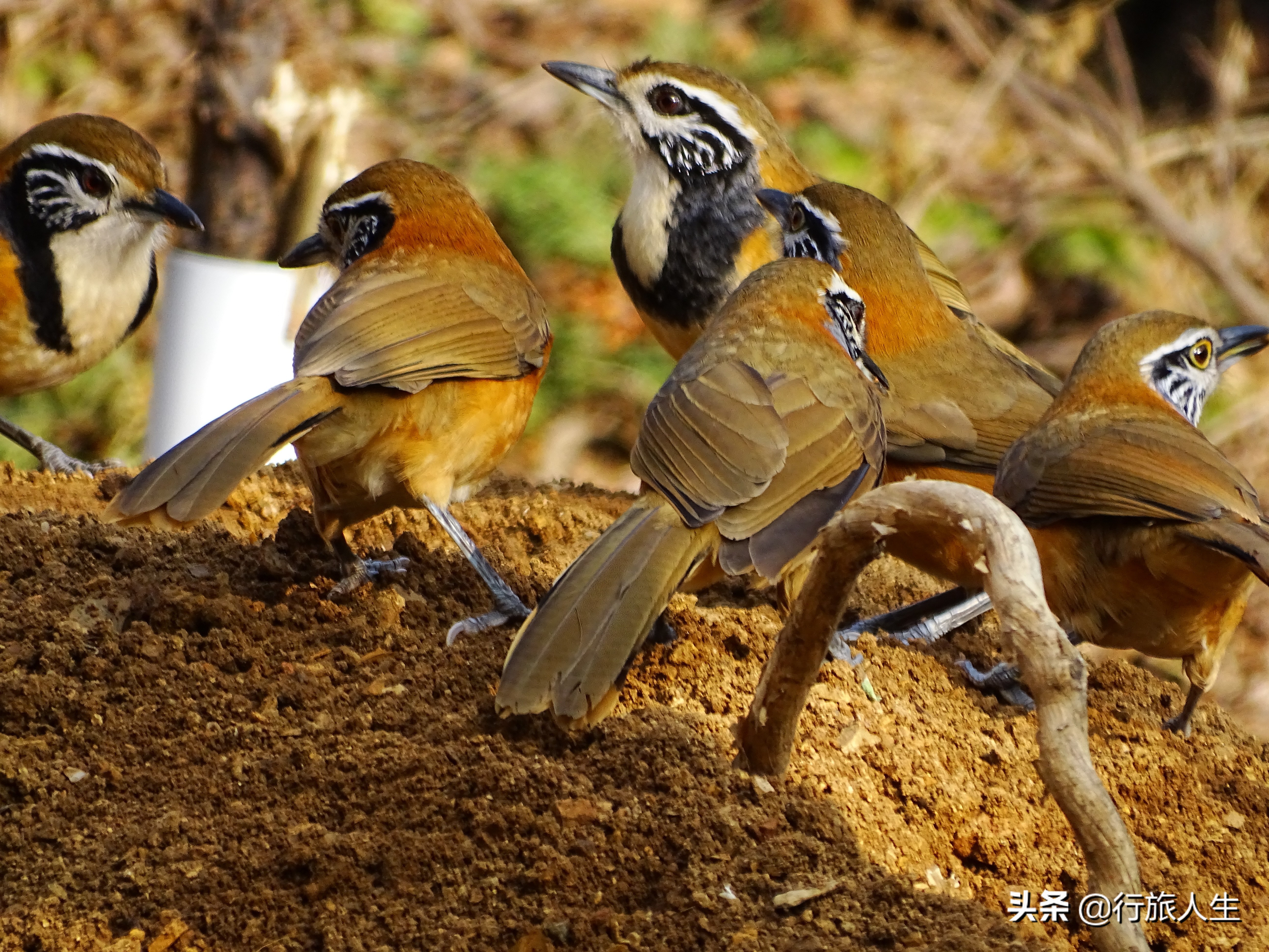冬日的鸟儿文案,冬日鸟儿在树上图片