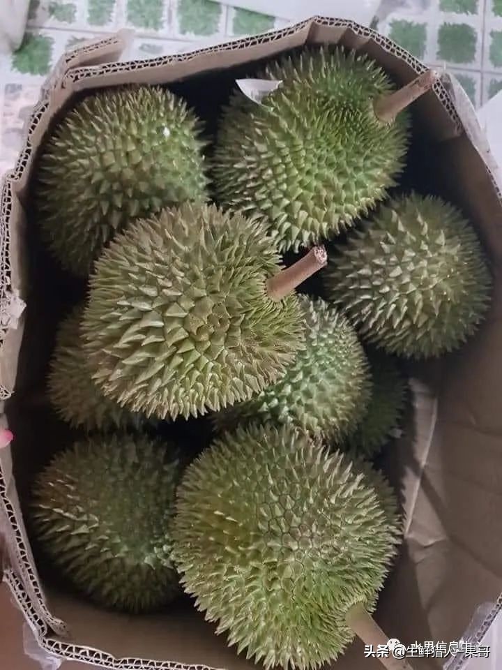 越南当地猫山王榴莲多少钱一斤,越南榴莲知识