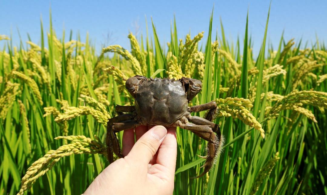 津川食味稻,津川1号柑橘