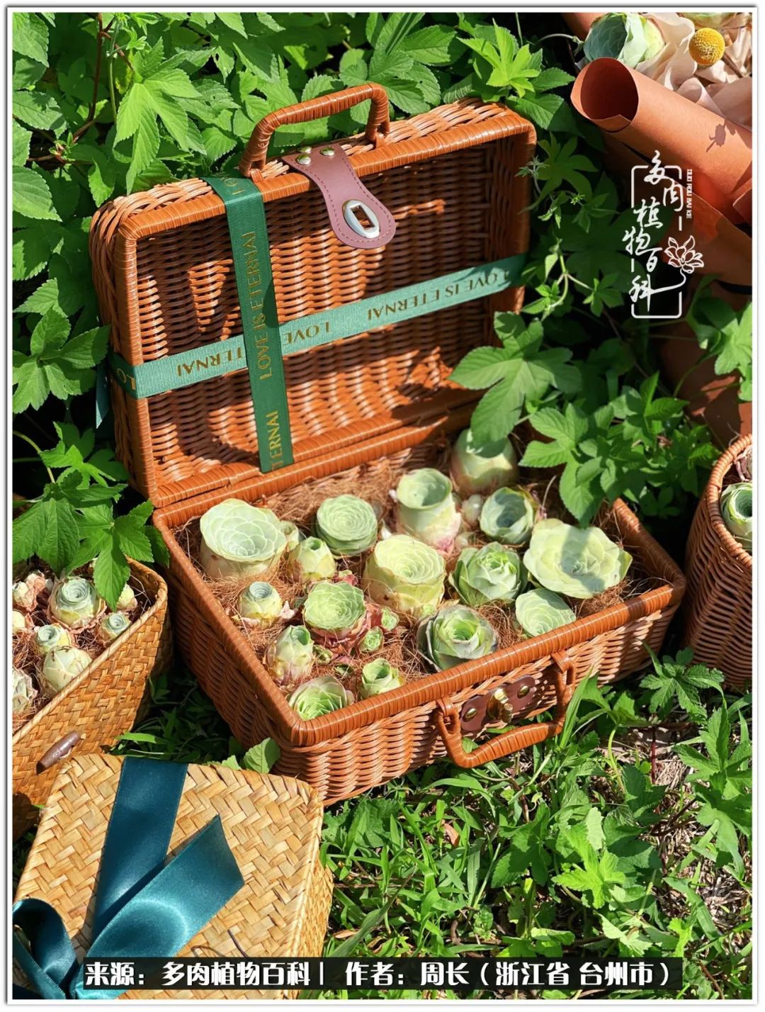 云南树脂粘土多肉组合拼盘创意,多肉拼盘的五个要点是什么