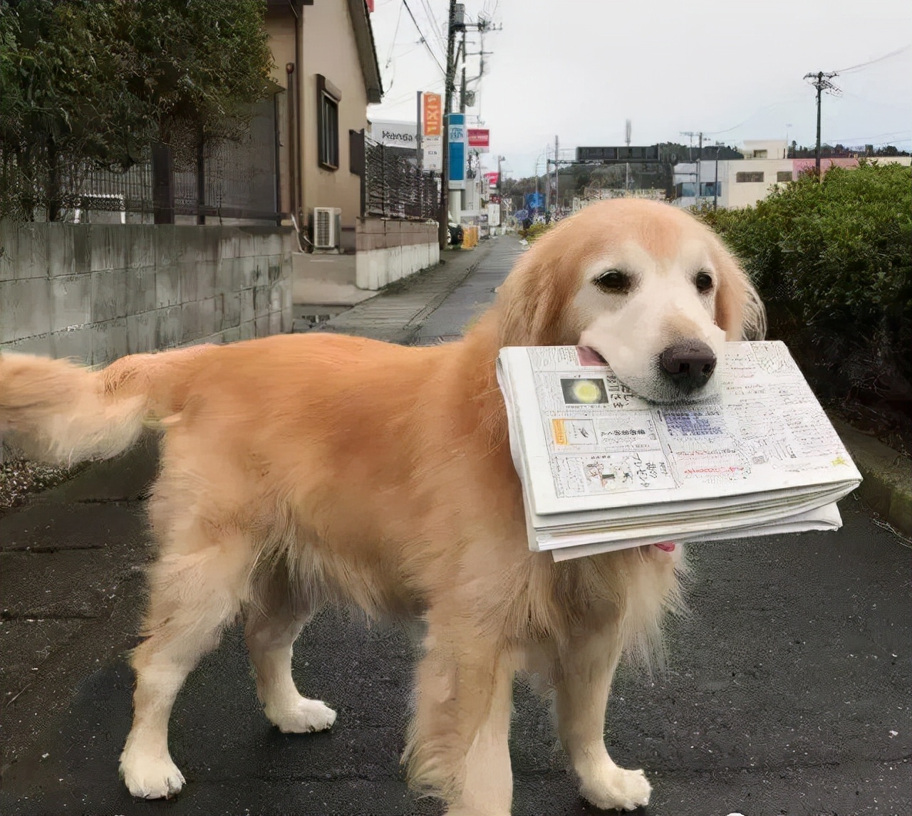 什么狗狗最懂人性,懂人性的狗狗