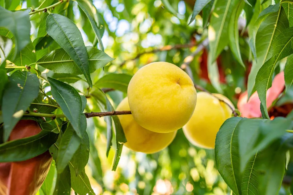 东北特色黄桃罐头有哪些,行走在大连的东北黄桃罐头