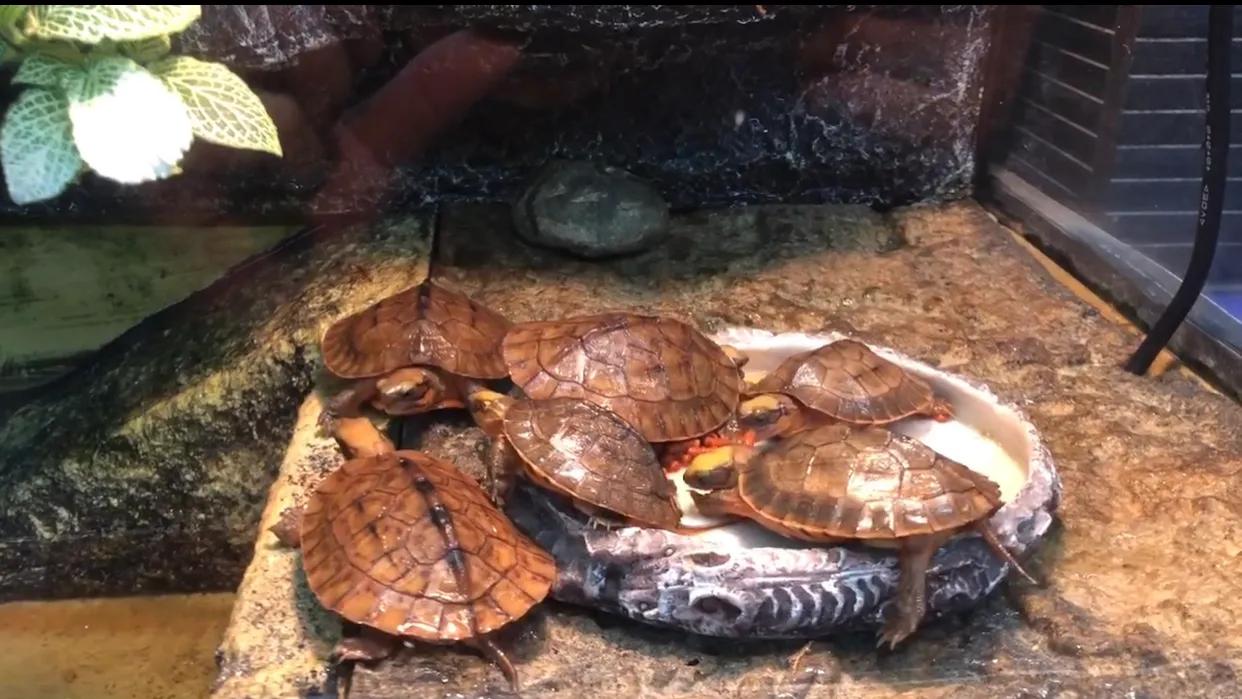 三线金钱龟幼苗价格,海南小金钱龟50克价格