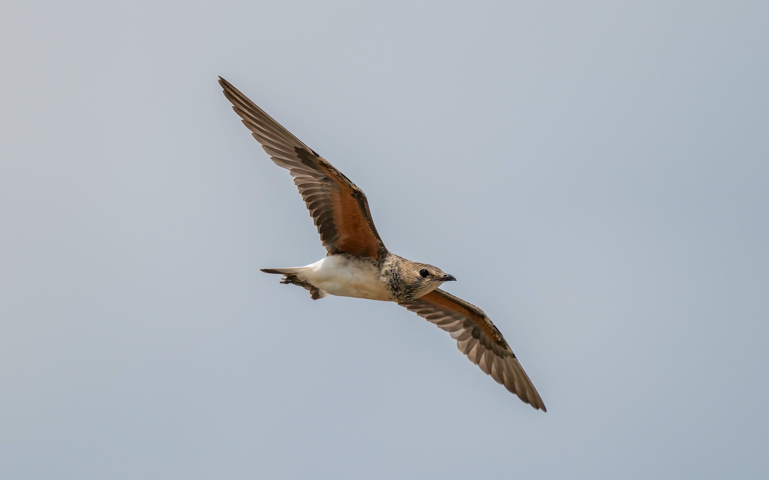 王者归来1-100级,索尼alpha1教程