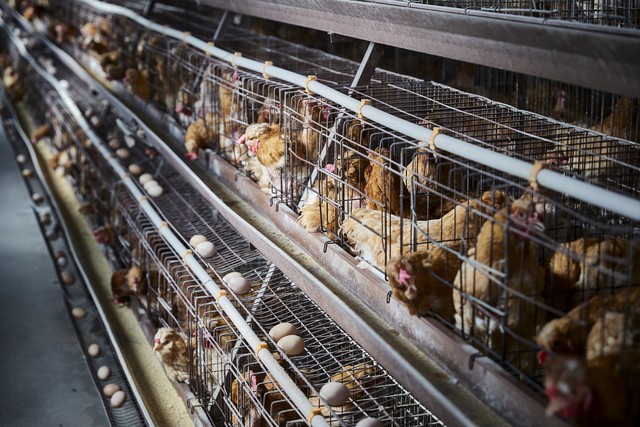 俗话说“家财万贯，带毛不算”，投资100万搞养殖，如今妻离子散